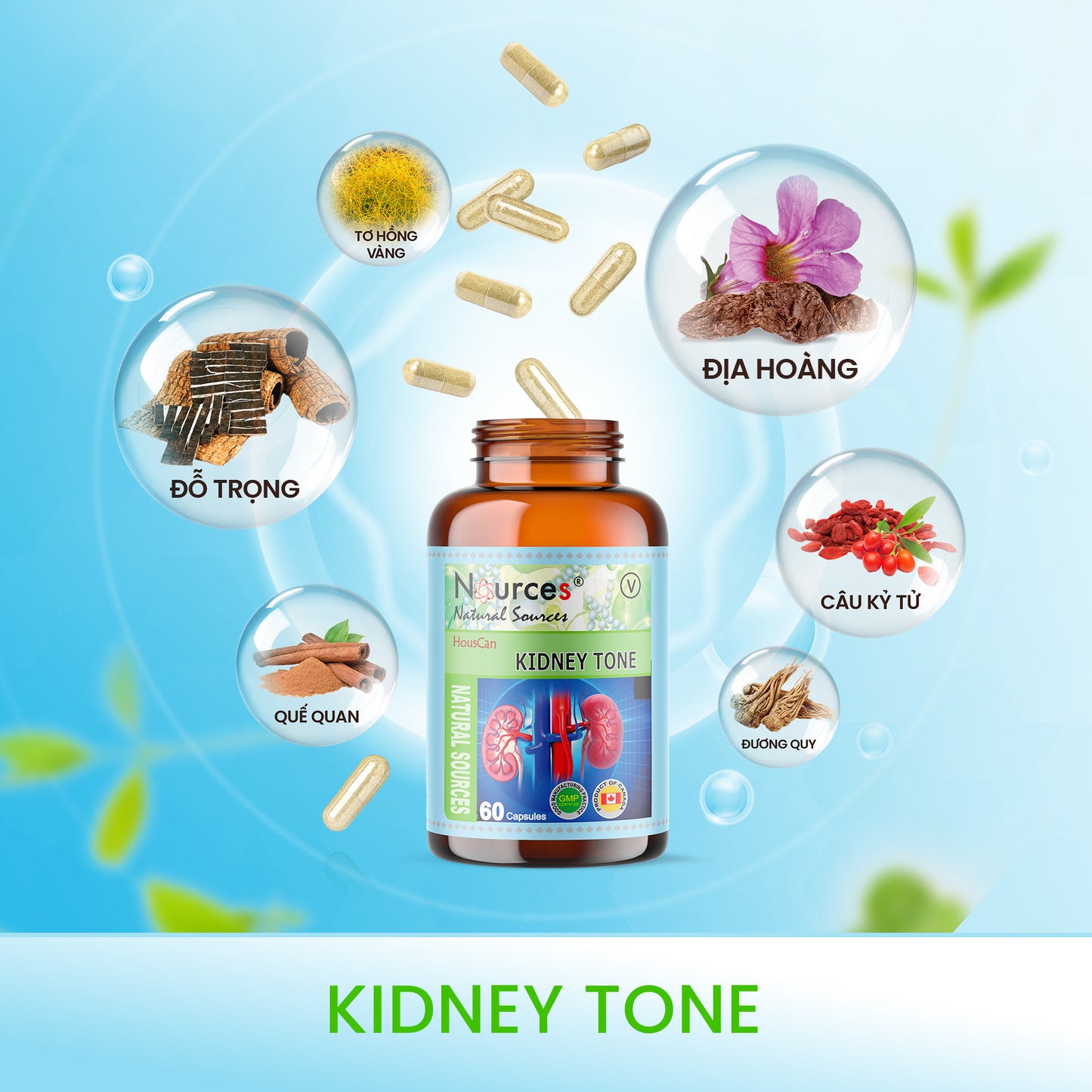 Kidney Tone – Viên uống thảo dược Canada điều hoà suy thận, bổ thận, tráng dương, chống suy nhược cơ thể.